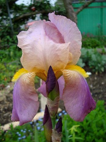 Iris 2008 2.jpg