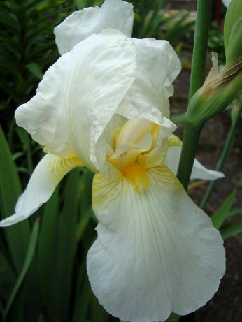 Iris 2008 3.jpg