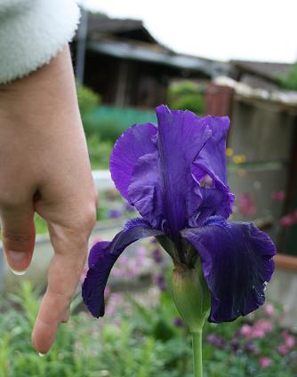 iris  2008.JPG