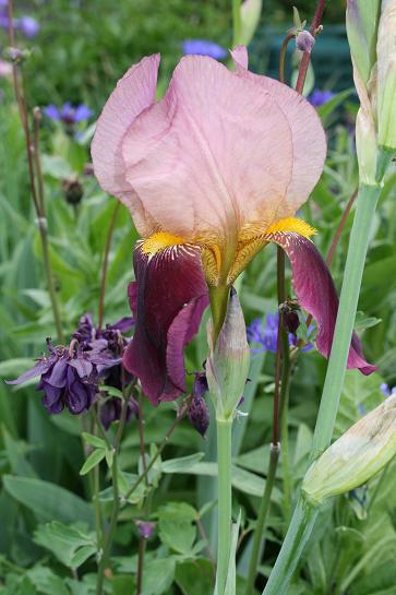 iris   2008.JPG