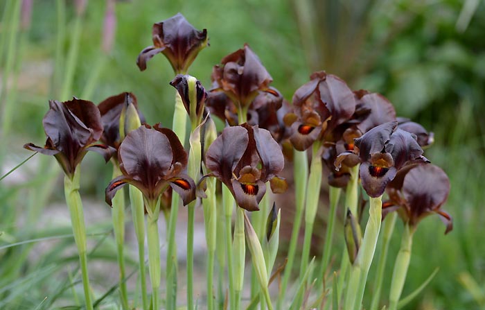 Iris bostrensis.jpg