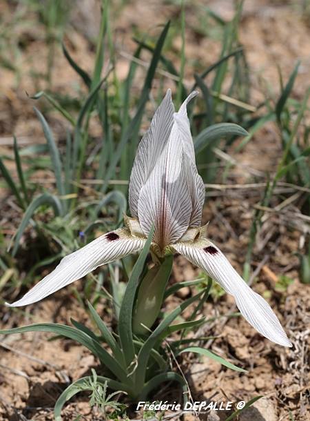 Iris lineolata ssp_longipetala.jpg