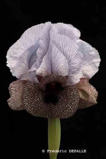 Iris-westii-2.jpg