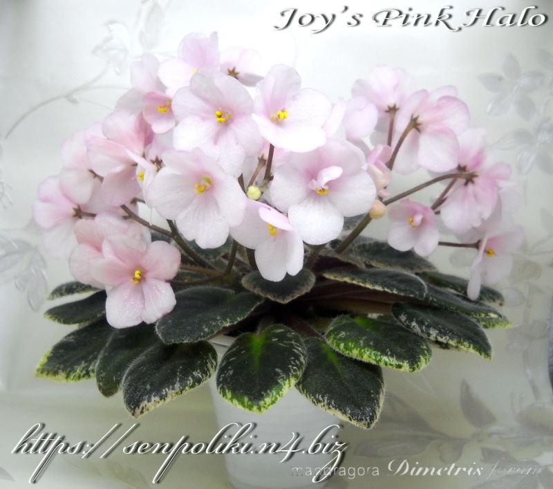 Joys Pink Halo.jpg