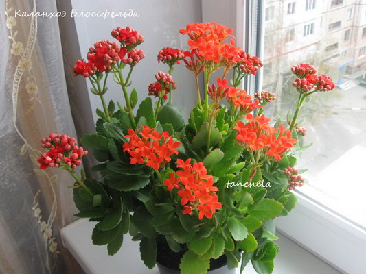 Kalanchoe.jpg