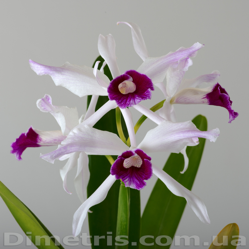 Laelia Purpurata.jpg