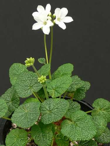 library-p-pelargonium-cotyledonis-pelargonium-cotyledonis-oct-06-pic5.jpg