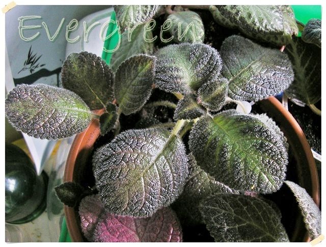 Lilacina Lemon PC 1.jpg