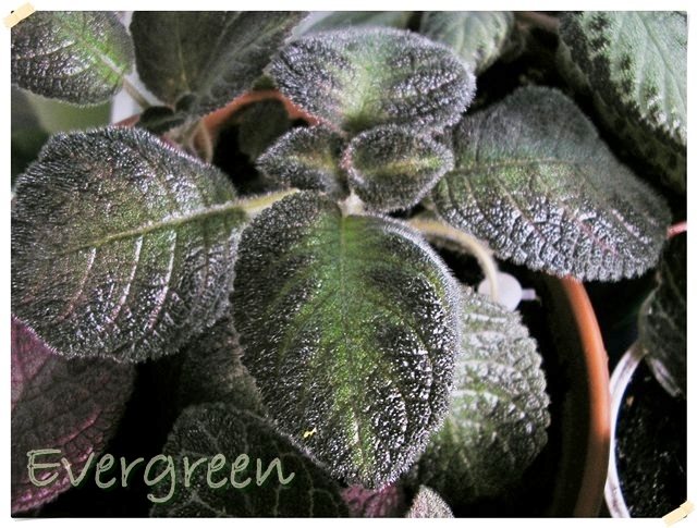 Lilacina Lemon PC 2.jpg