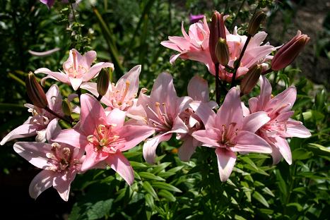 Lilium asiatic Elody.jpg