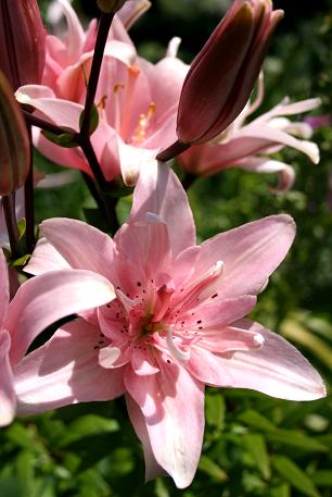 Lilium  asiatic Elody.jpg