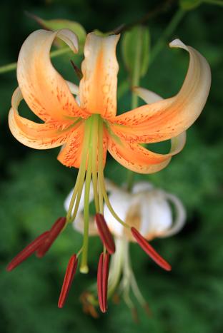 Lis speciosum Henryi.jpg