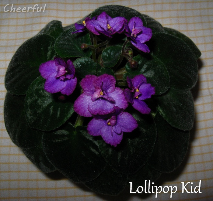 lollipop kid 09.01.15.jpg