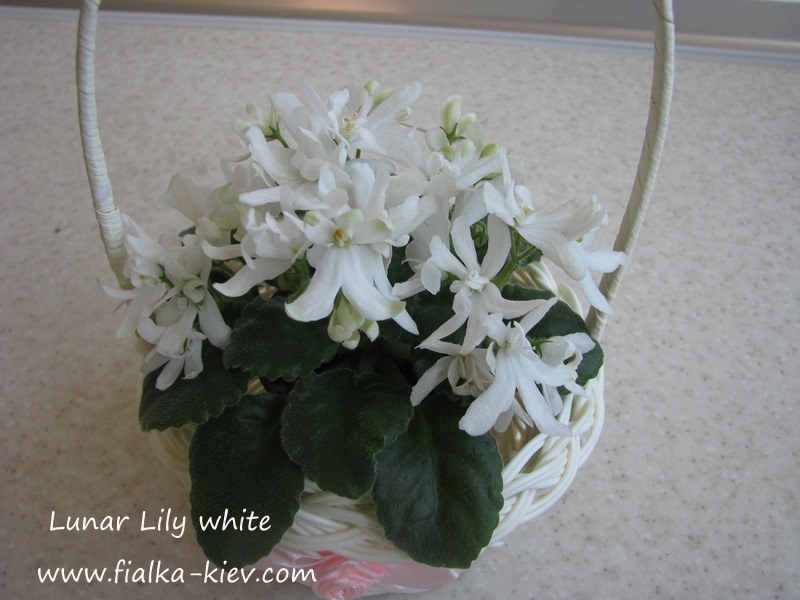 Lunar Lily (2).JPG