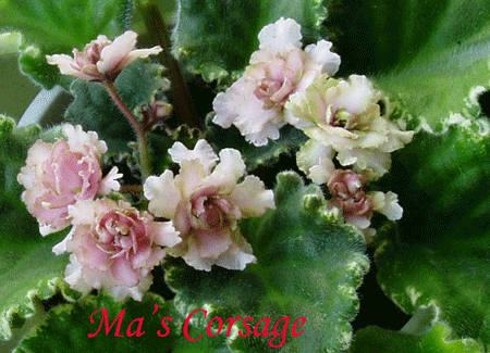 Ma's-Corsage.gif