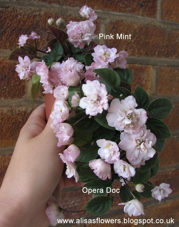 mint-opera2.jpg