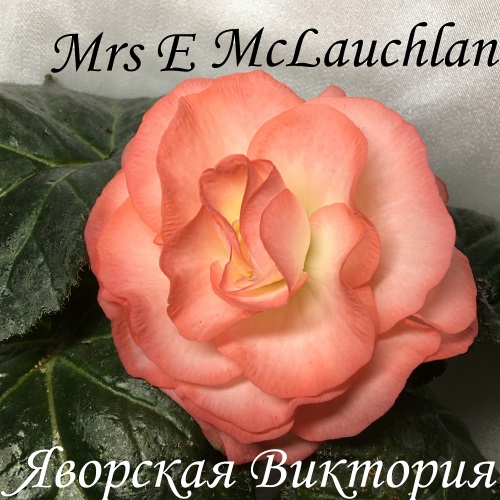 Mrs E McLauchlan.JPG