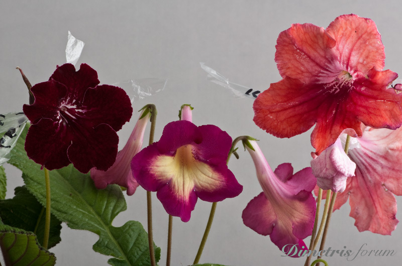 Natal-Streptocarpus-17.jpg