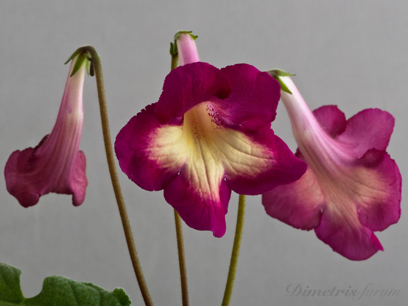 Natal-Streptocarpus.jpg