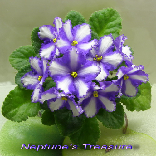 Neptunes Treasure_k.jpg