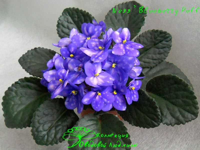 Ness'-Blueberry-Puff-22.10.2012.jpg