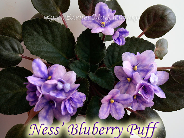 Ness'Bluberry-Puff_5.jpg