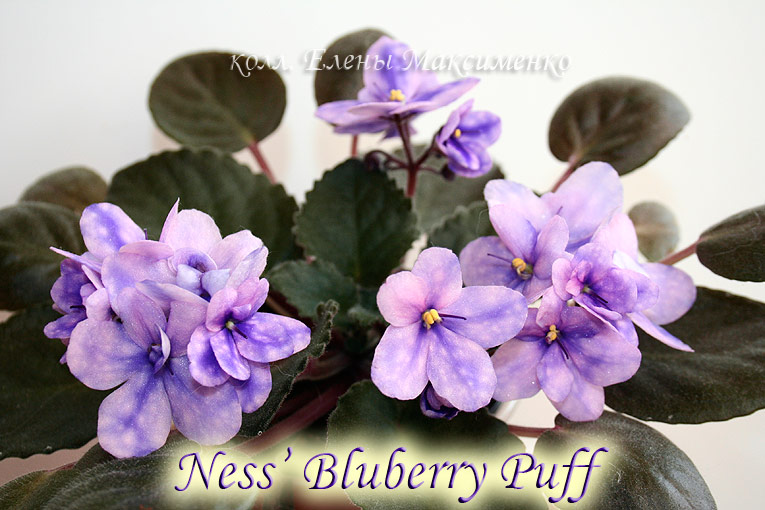 Ness'Bluberry-Puff_7.jpg