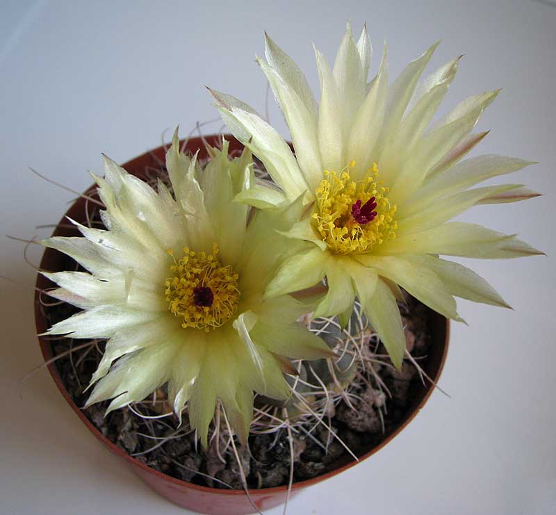 Notocactus crassigibbus 051.jpg