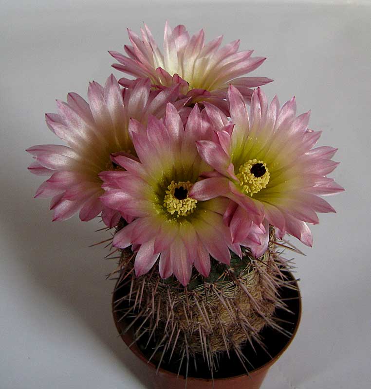 Notocactus rutilans 026.jpg
