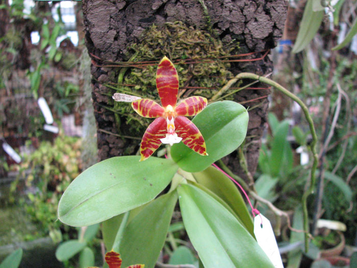   Phalaenopsis amboinensis x violacea.jpg