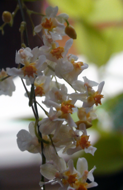 oncidium-Twinkle-Jasmin1.jpg