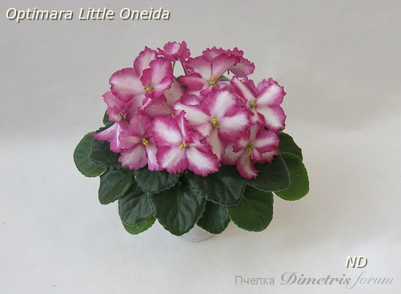 Optimara Little Oneida1.JPG