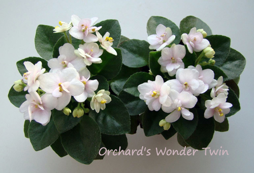 Orchard's Wonder Twin2.jpg