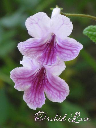 Orchid Lace 1.jpg