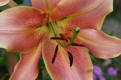 Oriental Trumpet Red Hot.JPG