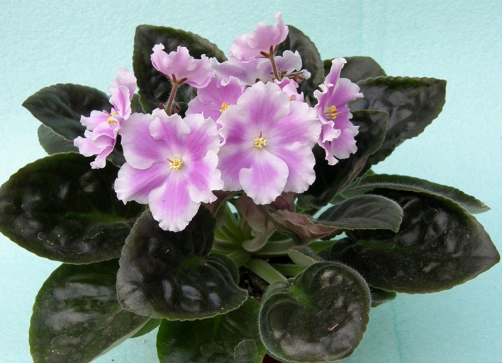 P1010020.JPG