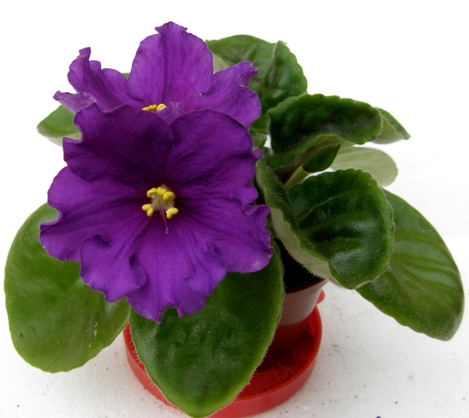 P1010041.JPG