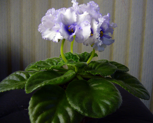 P1050997.jpg