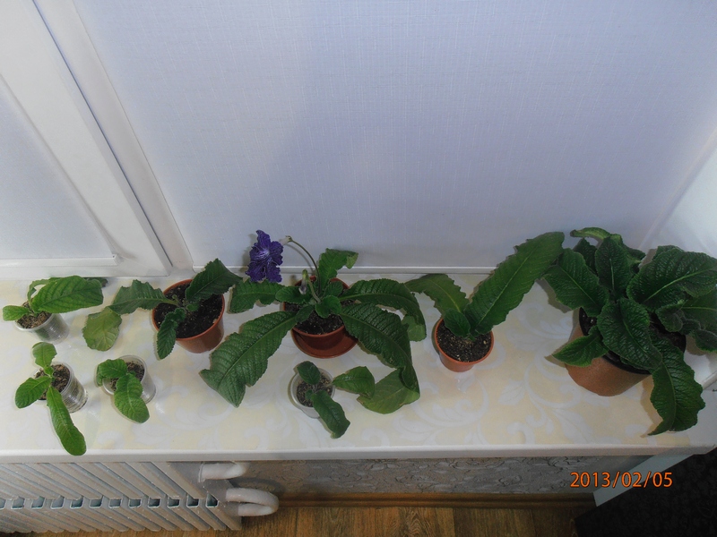 P2050252(1).JPG