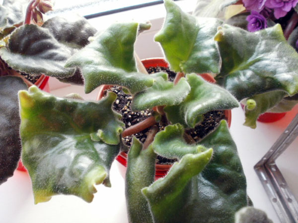 P3220101.JPG