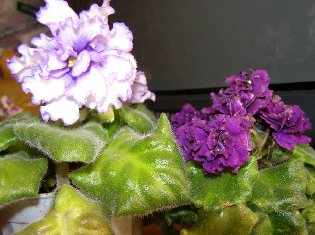 P5250168_1.jpg
