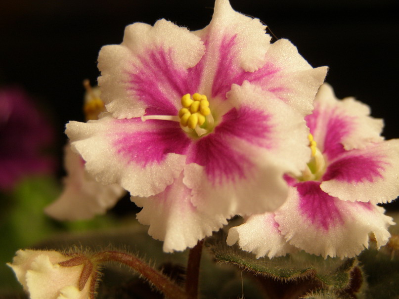 P5250172_1.jpg