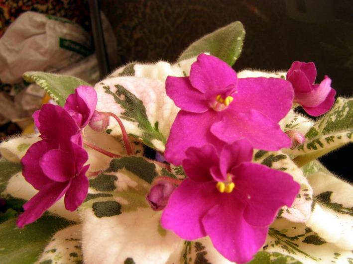 P5250181_1.jpg