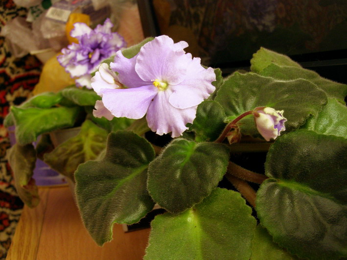 P5250186_1.jpg