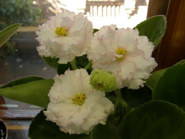 P6050002.JPG