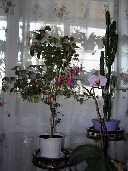 P6250329.JPG