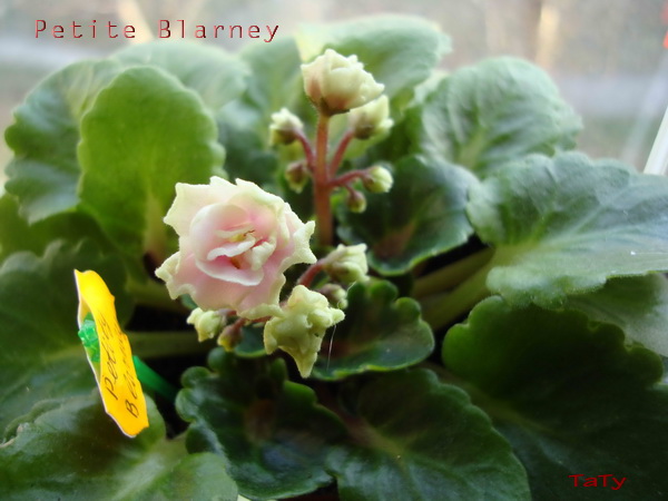 Petite Blarney.jpg