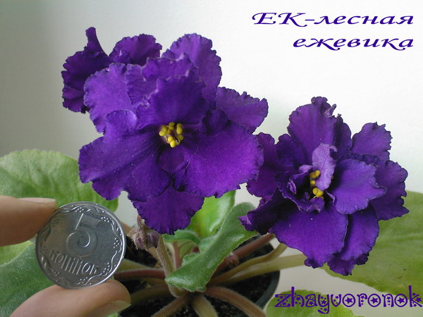 Photo-0141.jpg