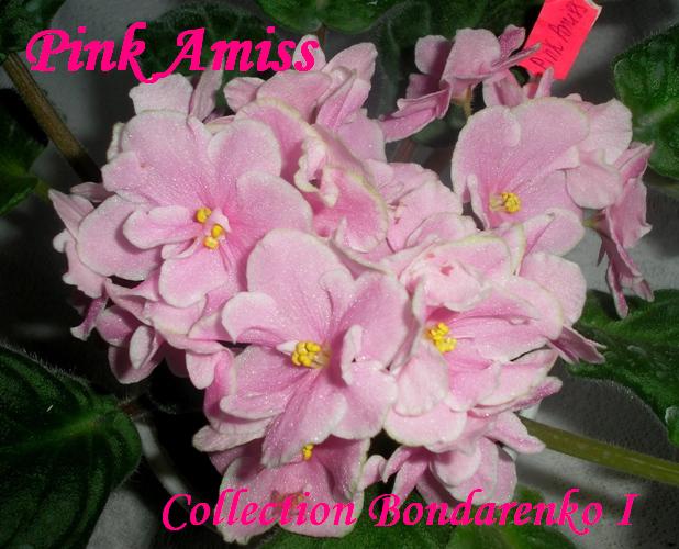 Pink Amiss       1.jpg