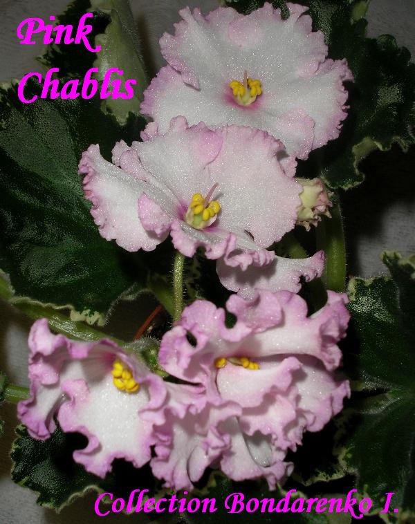 Pink Chablis.JPG